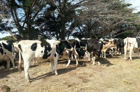 Photo: Guernsey Holstein Farm